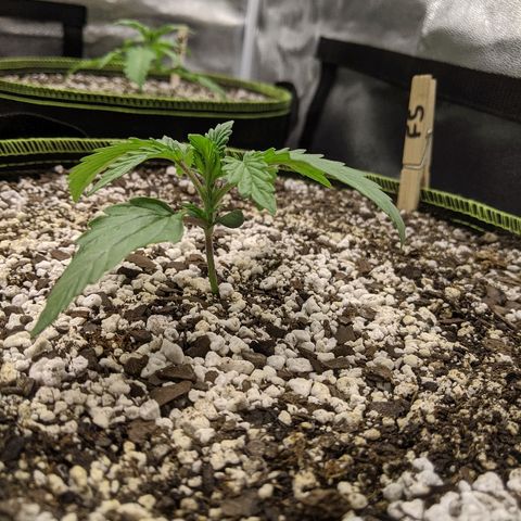 Forum Stomper growlog photo: Looking really good right now