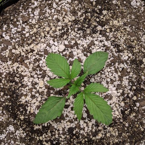 Forum Stomper growlog photo: Looking really good right now