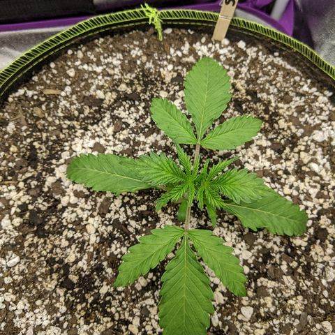 Sour Patch Kids - Mephisto growlog photo: Largest of the bunch, with very vigourous growth so far