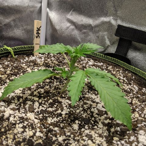 Sour Patch Kids - Mephisto growlog photo: Largest of the bunch, with very vigourous growth so far