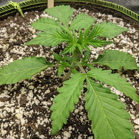 Sour Patch Kids - Mephisto growlog photo: Largest of the bunch, with very vigourous growth so far