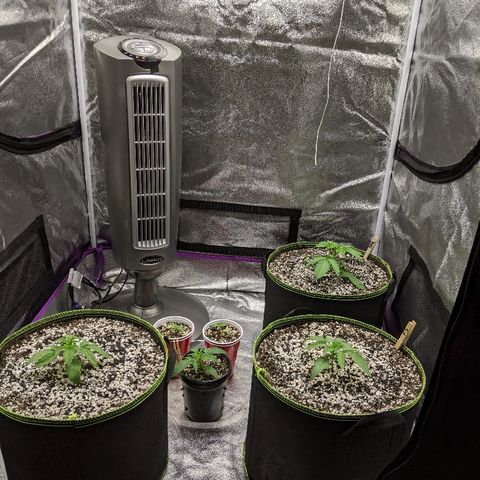 Auto Skywalker growlog timeline photo