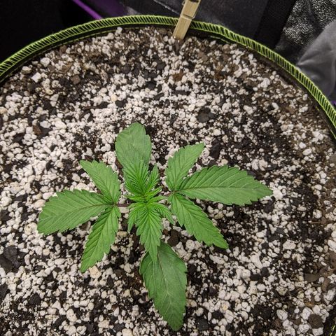 Forum Stomper growlog timeline photo