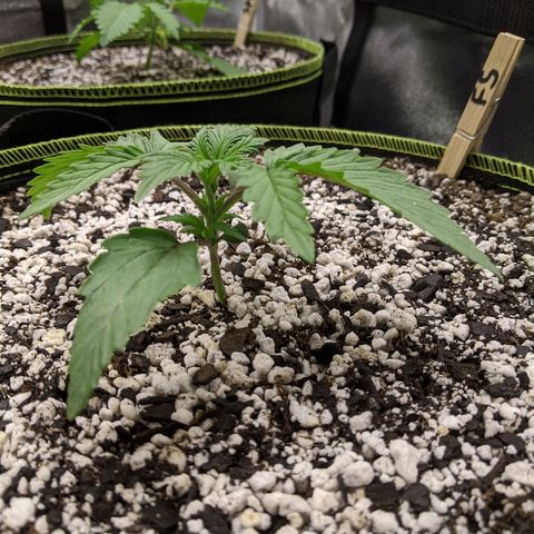 Forum Stomper growlog timeline photo