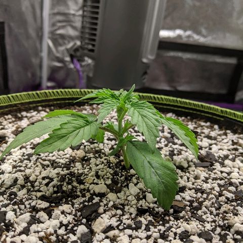 Auto Skywalker growlog timeline photo
