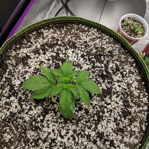 Auto Skywalker growlog timeline photo