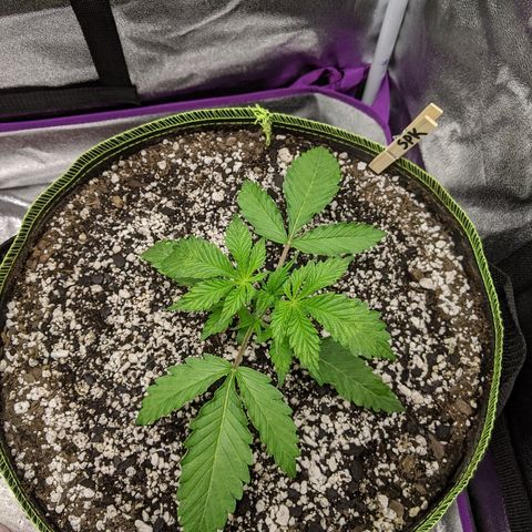 Sour Patch Kids - Mephisto growlog timeline photo