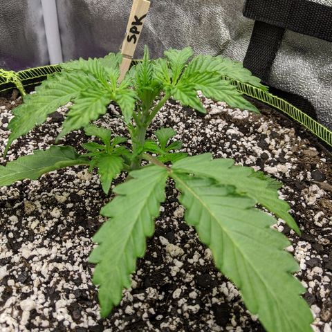 Sour Patch Kids - Mephisto growlog timeline photo
