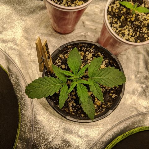 Windu - Mephisto growlog timeline photo