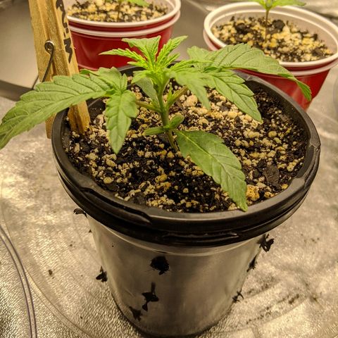 Windu - Mephisto growlog timeline photo