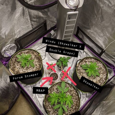 Auto Skywalker growlog timeline photo