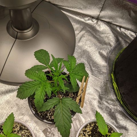 Windu - Mephisto growlog timeline photo