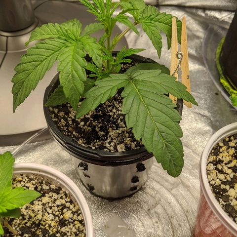 Windu - Mephisto growlog timeline photo