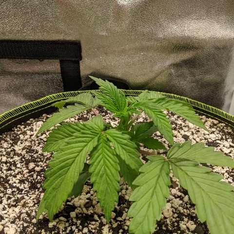 Forum Stomper growlog timeline photo