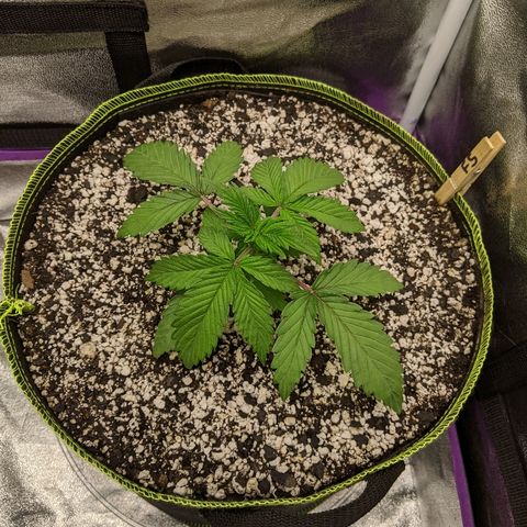 Forum Stomper growlog timeline photo