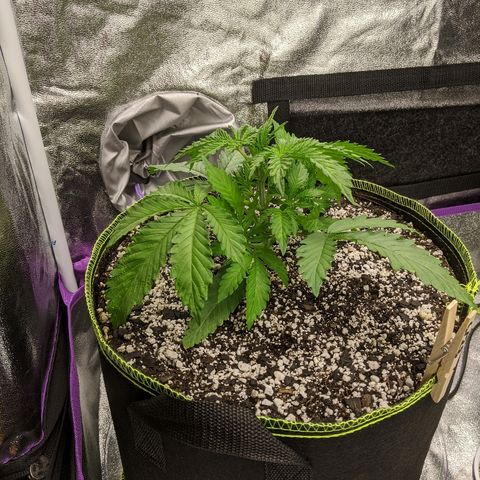 Sour Patch Kids - Mephisto growlog timeline photo