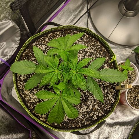 Sour Patch Kids - Mephisto growlog timeline photo