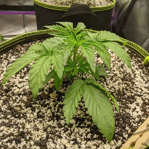 Auto Skywalker growlog timeline photo