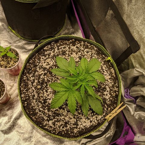 Auto Skywalker growlog timeline photo