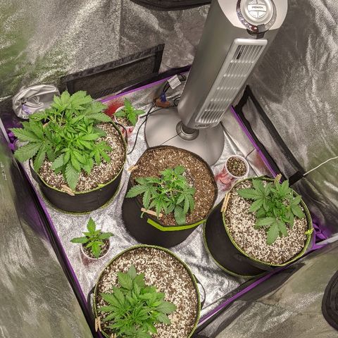 Auto Skywalker growlog timeline photo