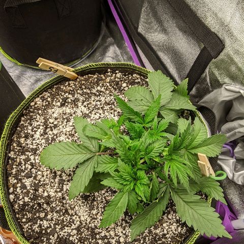 Forum Stomper growlog timeline photo