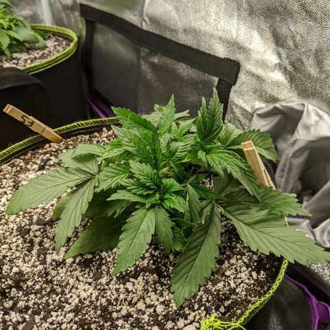 Forum Stomper growlog timeline photo