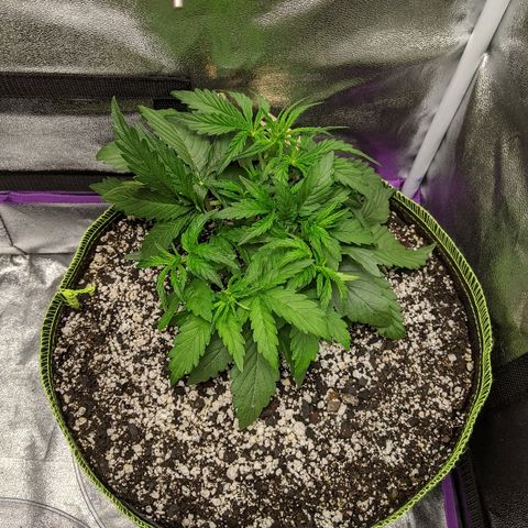 Auto Skywalker growlog timeline photo