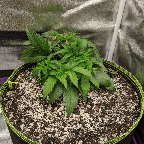 Auto Skywalker growlog timeline photo