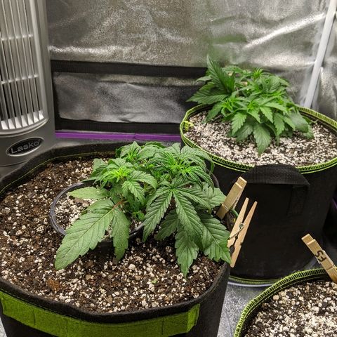 Windu - Mephisto growlog timeline photo