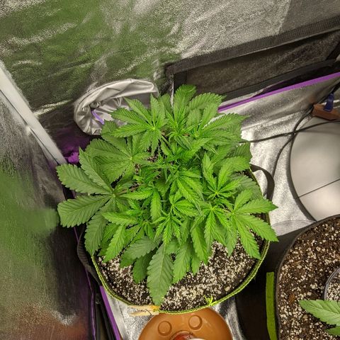 Sour Patch Kids - Mephisto growlog timeline photo