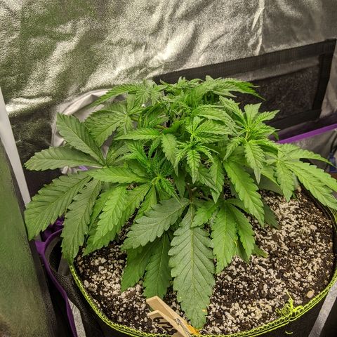 Sour Patch Kids - Mephisto growlog timeline photo