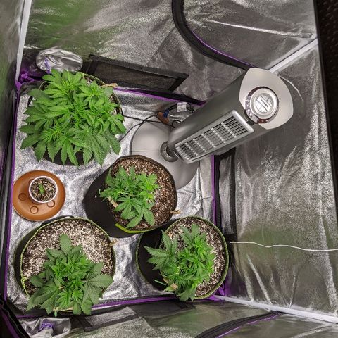 Auto Skywalker growlog timeline photo
