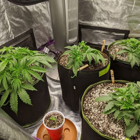 Auto Skywalker growlog timeline photo