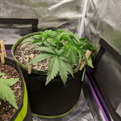 Auto Skywalker growlog timeline photo