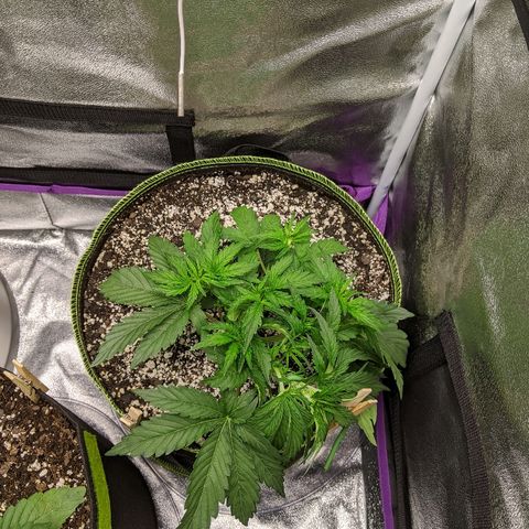 Auto Skywalker growlog timeline photo