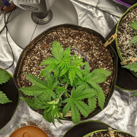 Windu - Mephisto growlog timeline photo