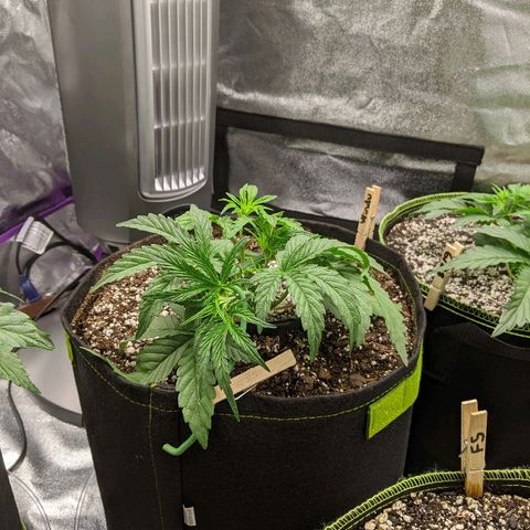 Windu - Mephisto growlog timeline photo