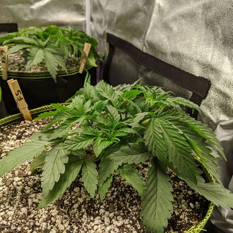 Forum Stomper growlog timeline photo