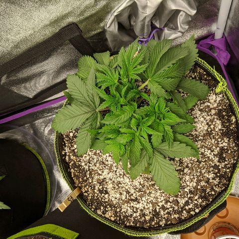 Forum Stomper growlog timeline photo