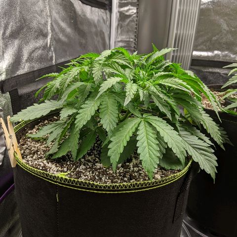 Sour Patch Kids - Mephisto growlog timeline photo