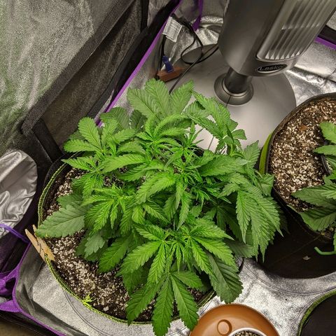 Sour Patch Kids - Mephisto growlog timeline photo