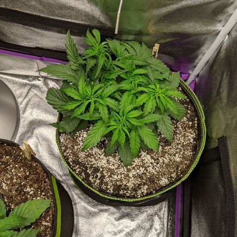 Auto Skywalker growlog timeline photo