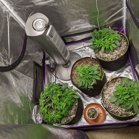 Auto Skywalker growlog timeline photo