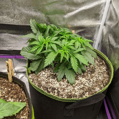 Auto Skywalker growlog timeline photo