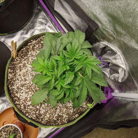 Forum Stomper growlog timeline photo