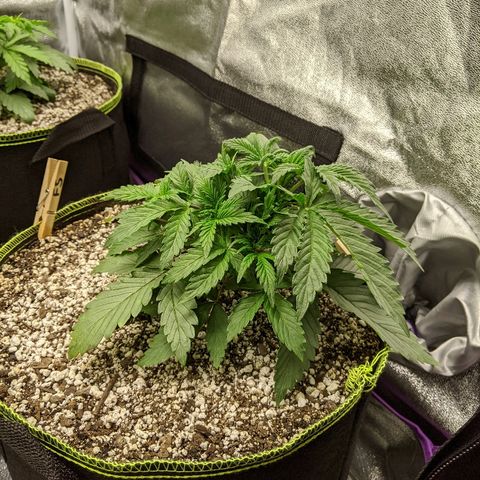 Forum Stomper growlog timeline photo