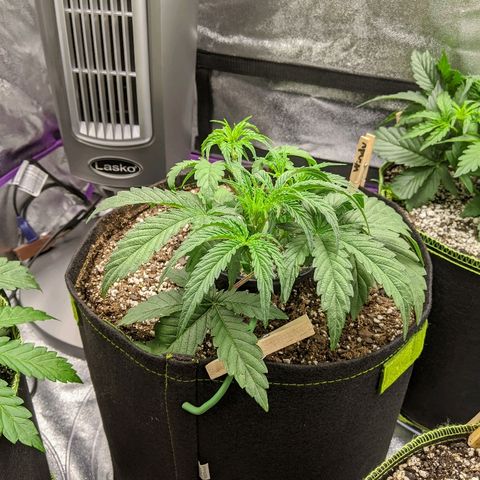 Windu - Mephisto growlog timeline photo