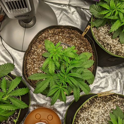 Windu - Mephisto growlog timeline photo