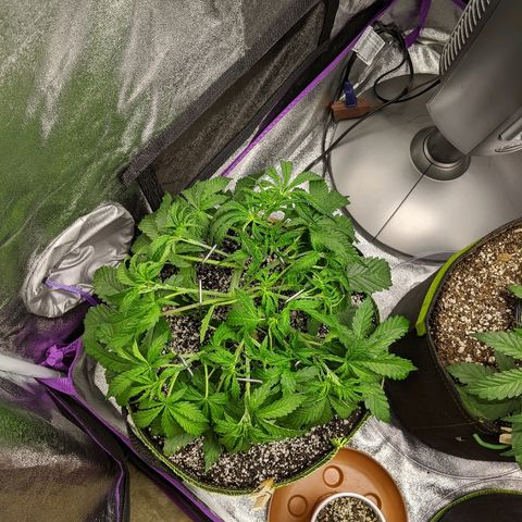 Sour Patch Kids - Mephisto growlog timeline photo