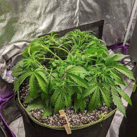 Sour Patch Kids - Mephisto growlog timeline photo